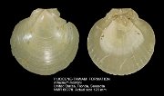 PLIOCENE-TAMIAMI FORMATION Amusium mortoni